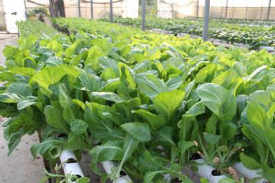 00 芥菜介绍 中国的芥菜主要有芥子菜,叶用芥菜,茎用芥菜,薹用图片